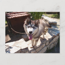 Postal Husky Sam