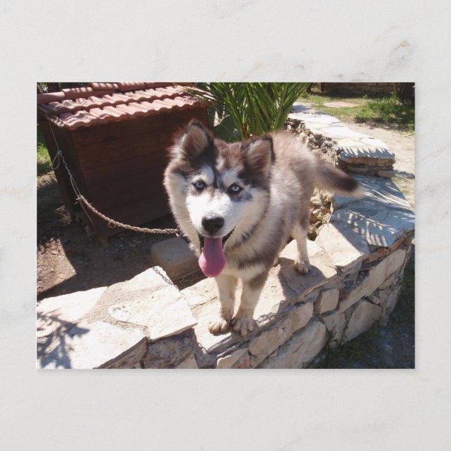 Postal Husky Sam (Anverso)