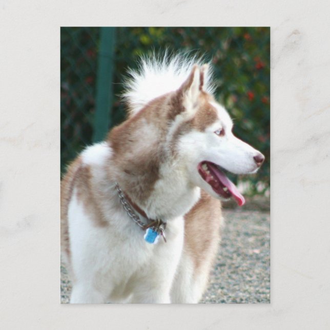 Postal Husky Siberian (Anverso)