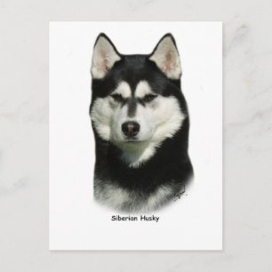 Postal Husky Siberian