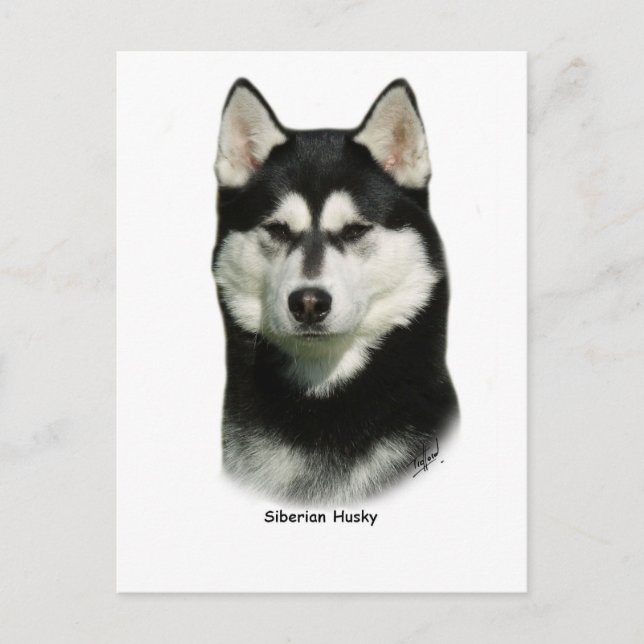 Postal Husky Siberian (Anverso)