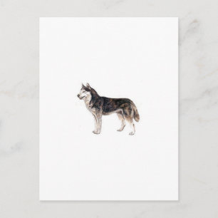 Postal Husky Siberian