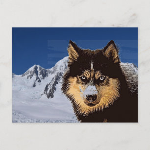 Postal Husky Siberian