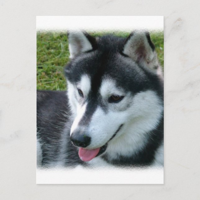 Postal Husky Siberian (Anverso)