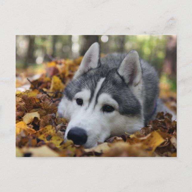 Postal Husky Siberian (Anverso)