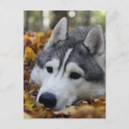 Postal Husky Siberian