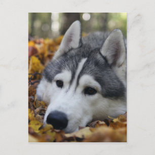 Postal Husky Siberian