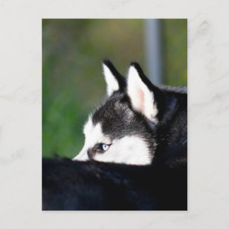 Postal Husky siberiano