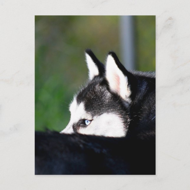Postal Husky siberiano (Anverso)