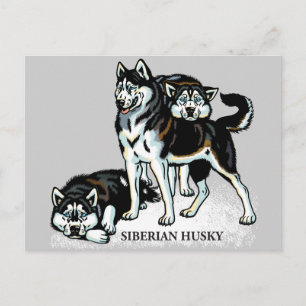 Postal husky siberiano