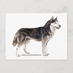 Postal ¡Husky siberiano!