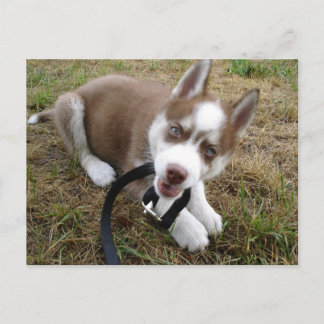 Postal Husky siberiano (1)