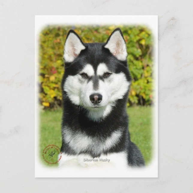 Postal Husky siberiano 9P046D-49 (Anverso)