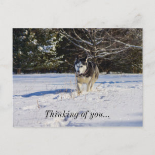 Postal Husky Siberiano En La Nieve Pensando En Ti