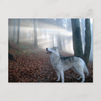 Postal Husky siberiano - Postkarte