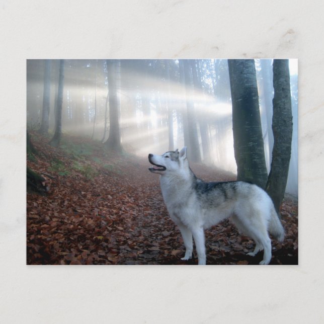 Postal Husky siberiano - Postkarte (Anverso)