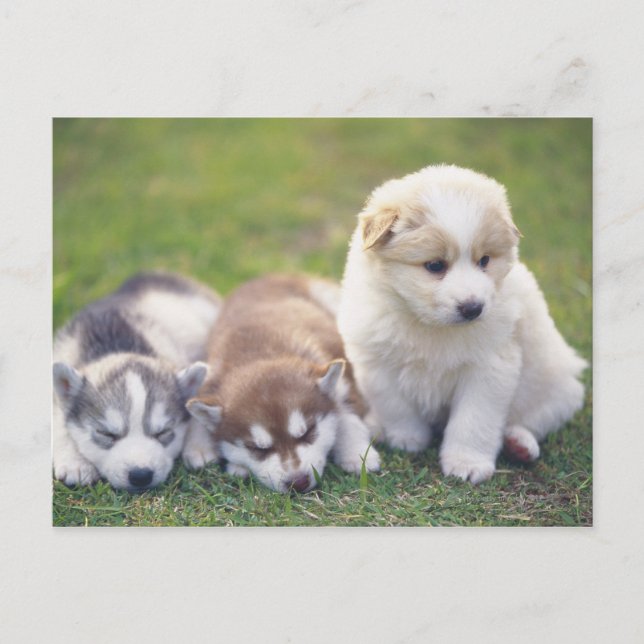 Postal Husky siberiano; raza de perro trabajador que (Anverso)