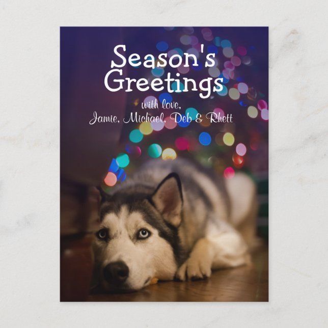 Postal Husky siberiano tendiendo su juguete favorito (Anverso)