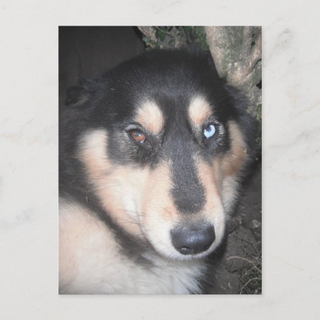 Postal Husky Un Ojo Azul Un Ojo Marrón (Anverso)