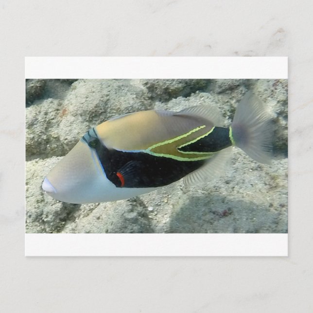 Postal Huymuhumunukunukuapua'a Pesca del Estado de Hawaii (Anverso)