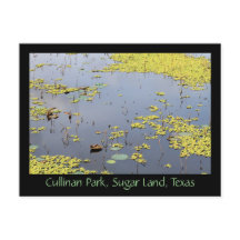 Hyacinin De Agua En El Parque Cullinan, Tierra De