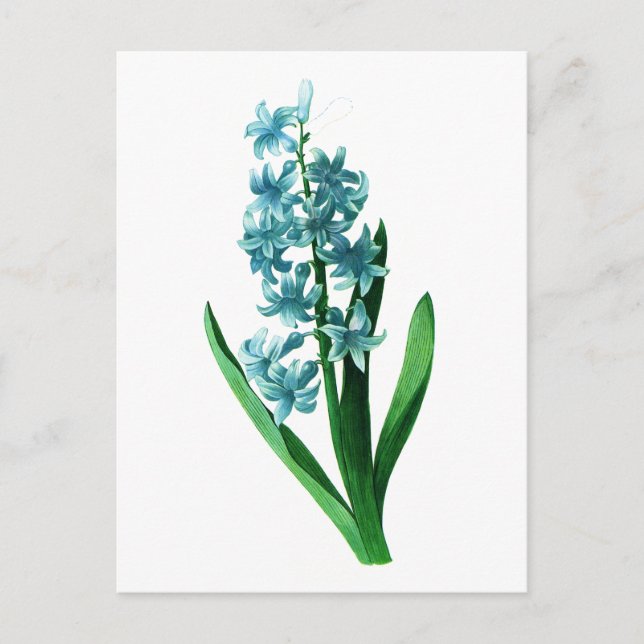 Postal Hyacinth azul de Pierre Joseph Redoute (Anverso)