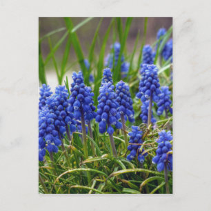 Postal Hyacinth de uva