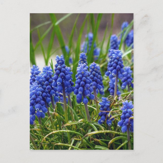 Postal Hyacinth de uva (Anverso)
