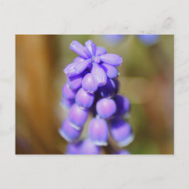 Postal Hyacinth de uva