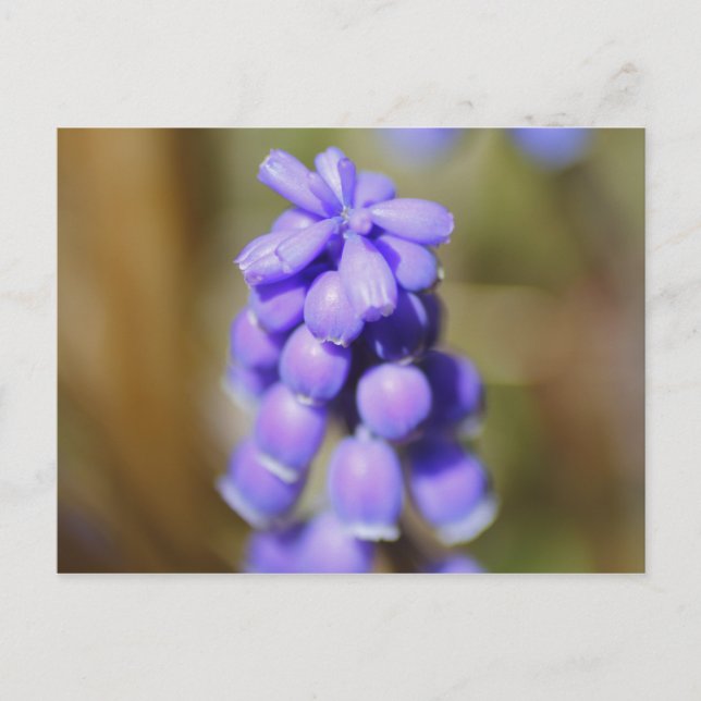 Postal Hyacinth de uva (Anverso)