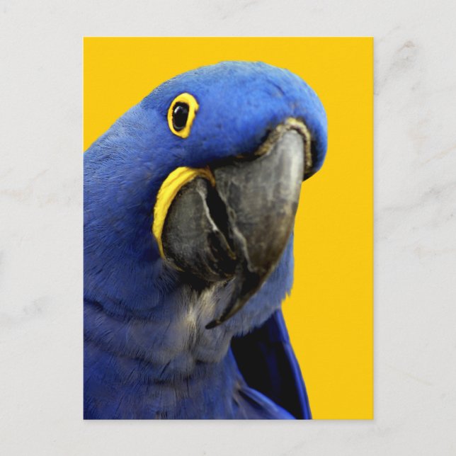 Postal Hyacinth Macaw (Anverso)