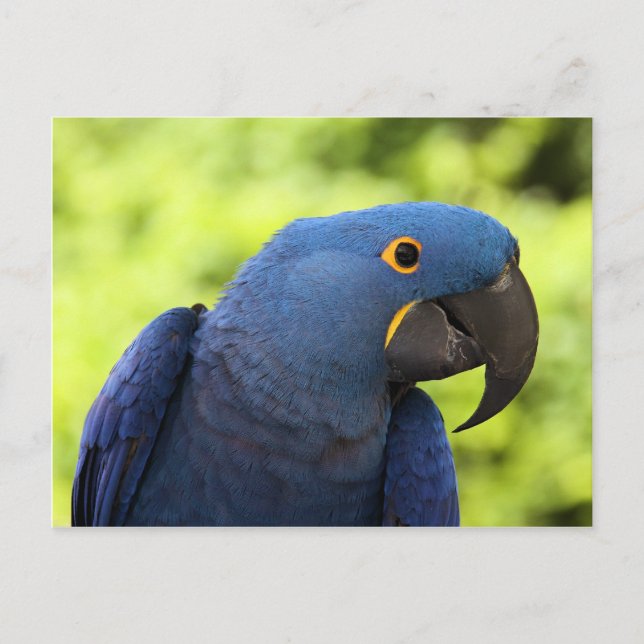 Postal Hyacinth Macaw (Anverso)