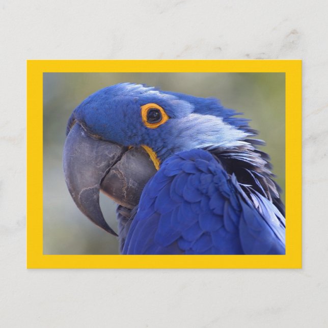 Postal Hyacinth Macaw (Anverso)