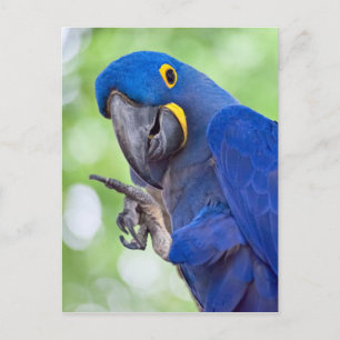 Postal Hyacinth Macaw Bird