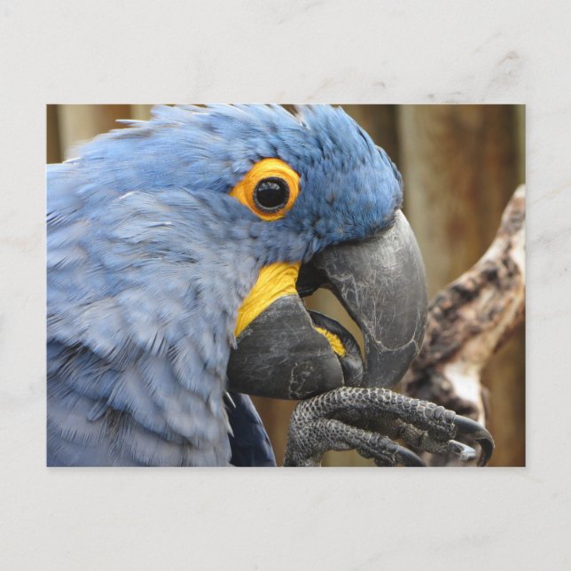 Postal Hyacinth Macaw Parrot