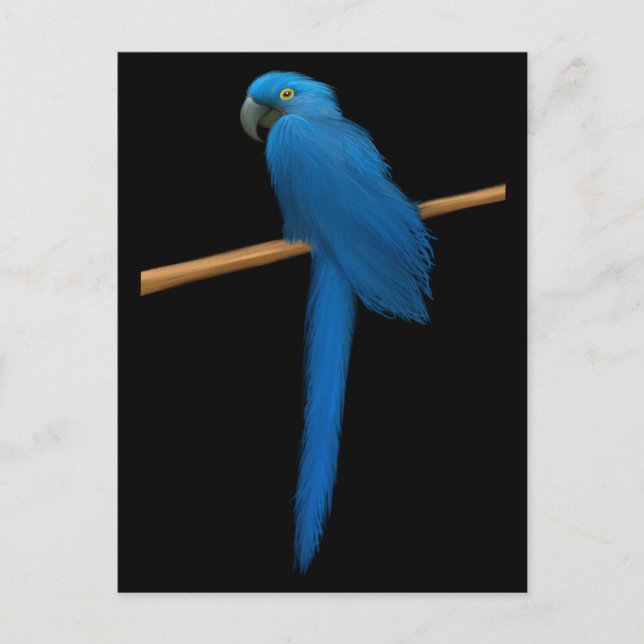 Postal Hyacinth Macaw Parrot (Anverso)