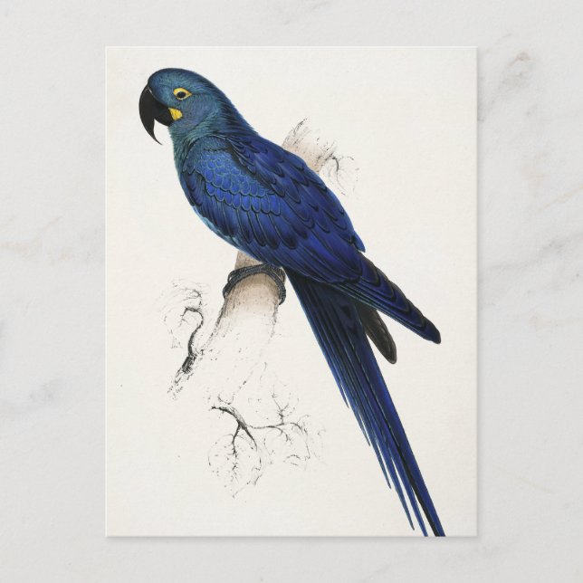 Postal Hyacinth Macaw Postcard (Anverso)