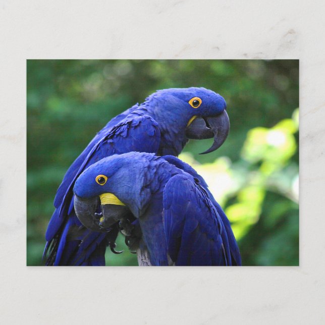 Postal Hyacinth Macaws (Anverso)