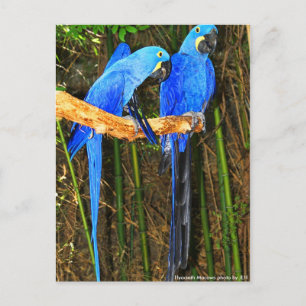 Postal Hyacinth Macaws foto de JLH