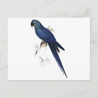 Postal Hyacinthine Maccaw de Edward Lear