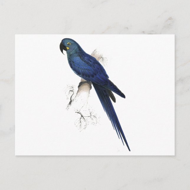 Postal Hyacinthine Maccaw de Edward Lear (Anverso)