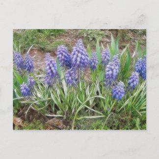 Postal Hyacintos de uva con soplo de viento