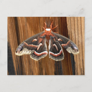 Postal Hyalophora cecropia moth