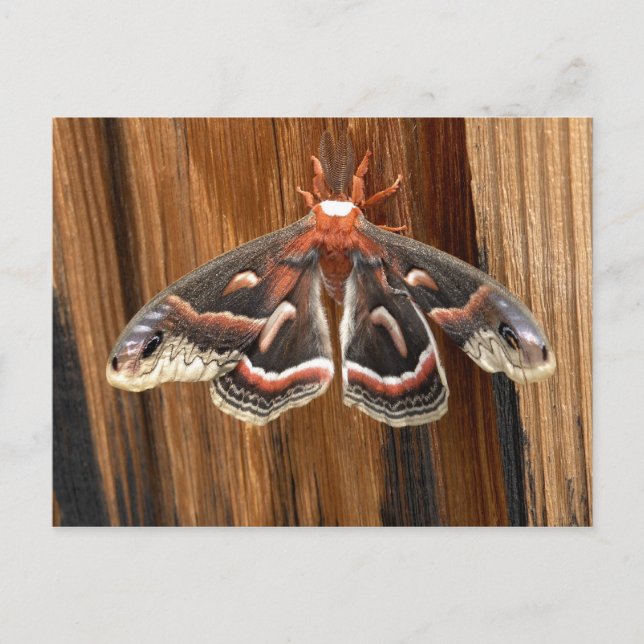 Postal Hyalophora cecropia moth (Anverso)
