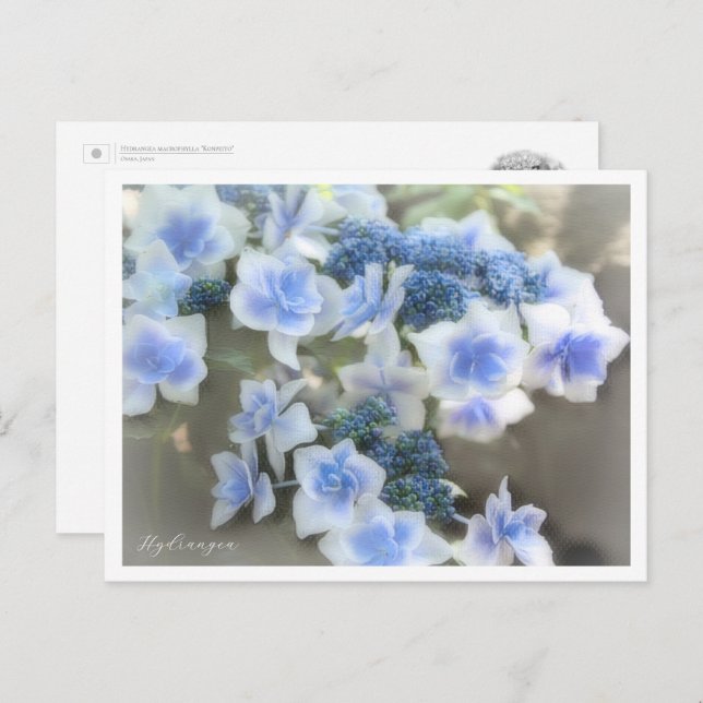 Postal Hydrangea (Anverso / Reverso)