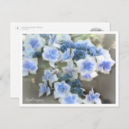 Postal Hydrangea