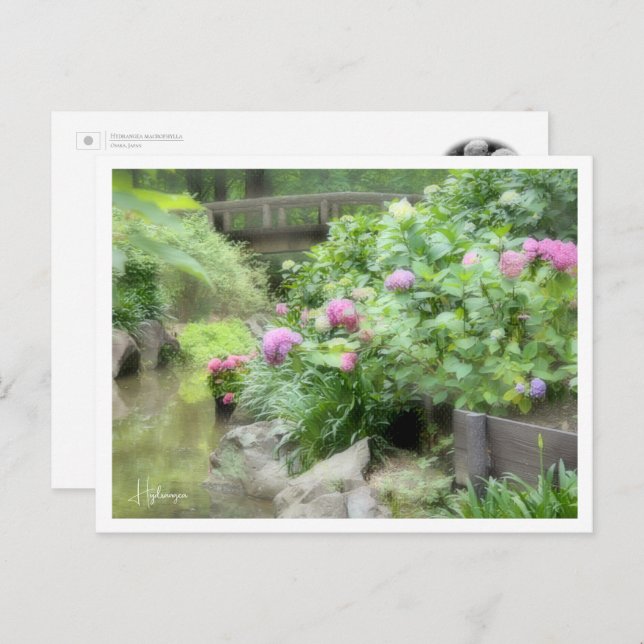 Postal Hydrangea (Anverso / Reverso)