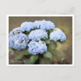 Postal Hydrangea