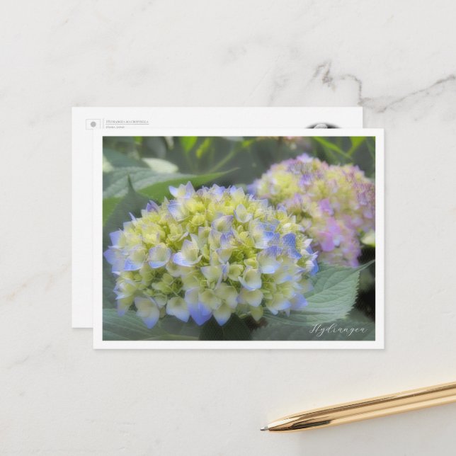Postal Hydrangea (Anverso/Reverso In Situ)