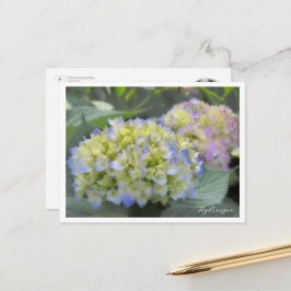 Postal Hydrangea